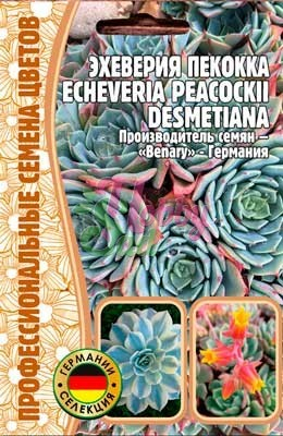 Цветы Эхеверия Пекокка (Benary) (5 шт) ЭКЗОТИКА