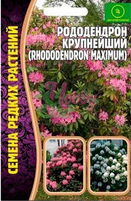 Цветы Рододендрон Крупнейший (10 шт) ЭКЗОТИКА