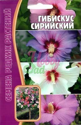 Цветы Гибискус Сирийский (7 шт) ЭКЗОТИКА