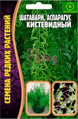 Цветы Шатавари Аспарагус Кистевидный (7 шт) ЭКЗОТИКА