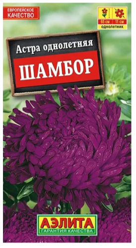 Астра Шамбор пионовидная