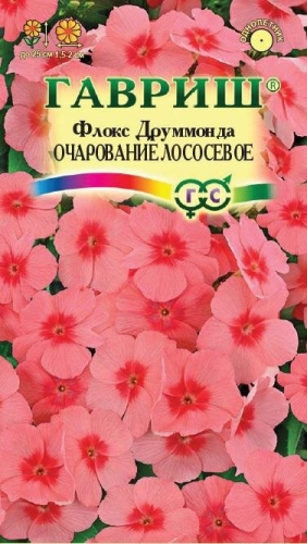 Флокс друммонда Очарование ЛОСОСЕВО