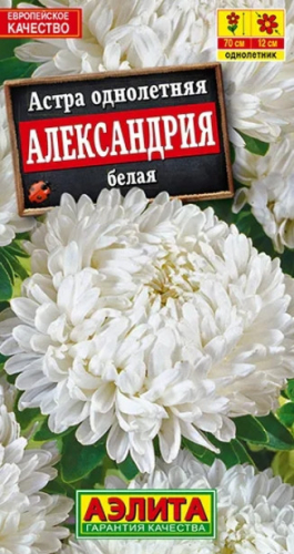 Астра Александрия Белая