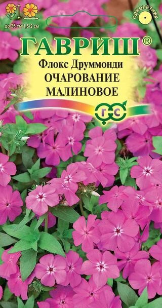 Флокс друммонда Очарование МАЛИНОВО