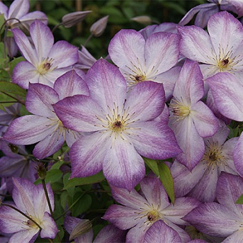Пенил. Клематис ботанический Люкс