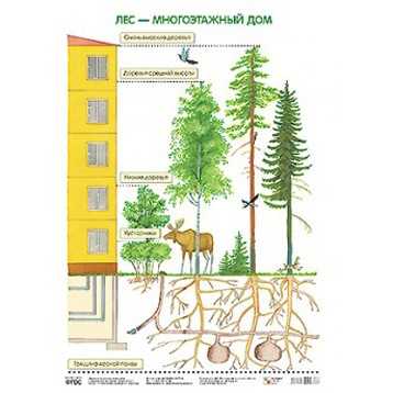 Плакат 978-5-43150-641-3 Лес-многоэтажный дом в Нижнем Новгороде