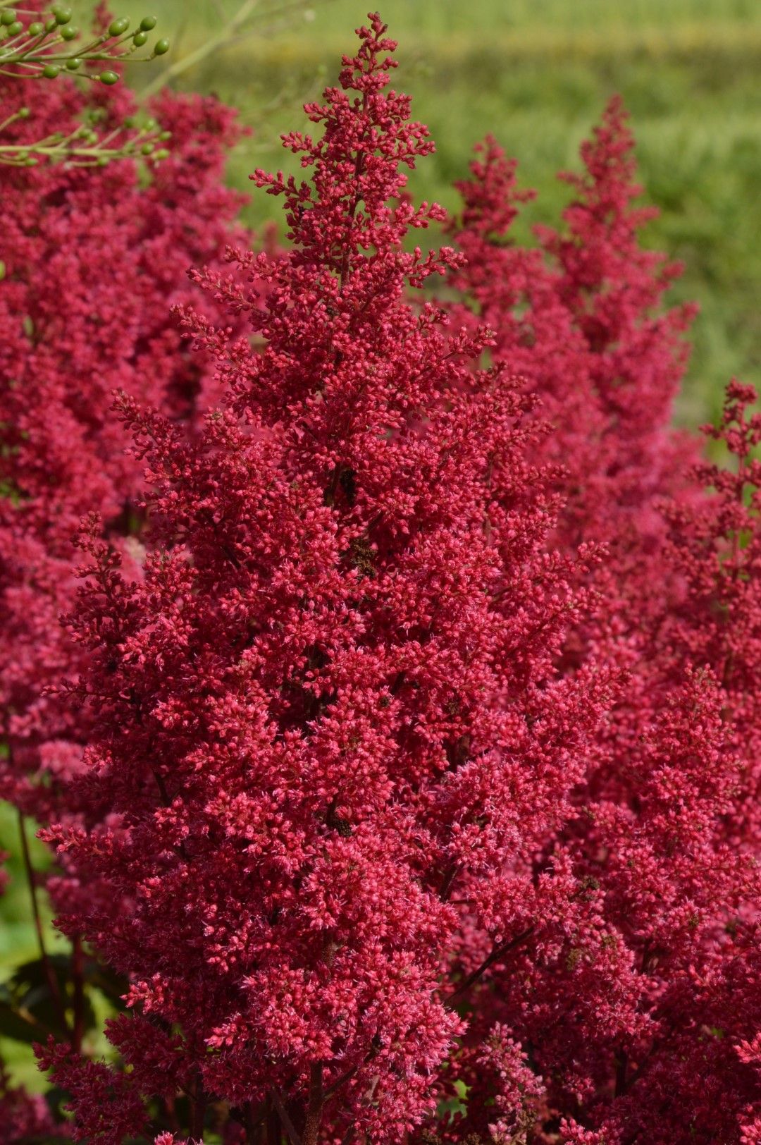 Астильба BURGUNDY RED