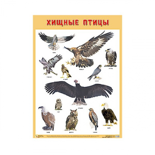 Плакат 978-5-43151-905-5 Хищные птицы в Нижнем Новгороде