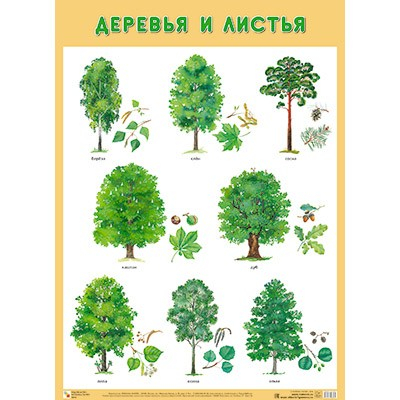 Плакат 978-5-43151-676-4 Деревья и листья в Нижнем Новгороде