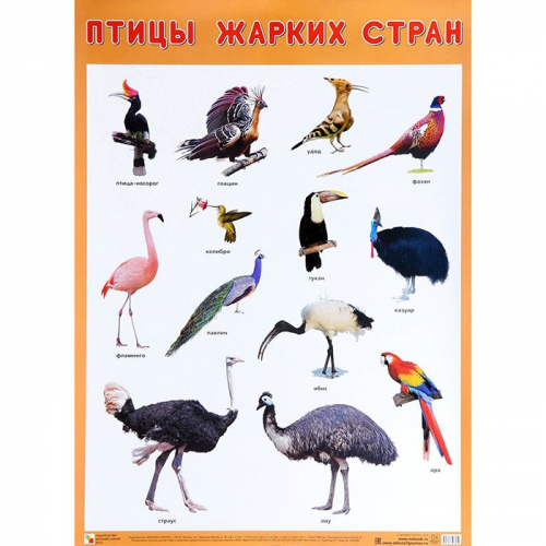 Плакат 978-5-43151-942-0 Птицы жарких стран в Нижнем Новгороде