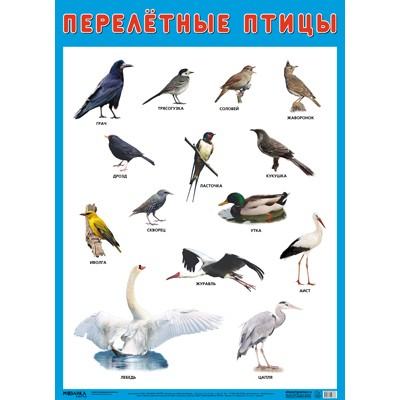 Плакат 978-5-43151-636-8 Перелетные птицы в Нижнем Новгороде