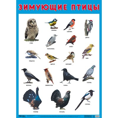 Плакат 978-5-43151-635-1 Зимующие птицы в Нижнем Новгороде