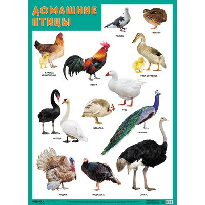 Плакат 978-5-43151-632-0 Домашние птицы в Нижнем Новгороде
