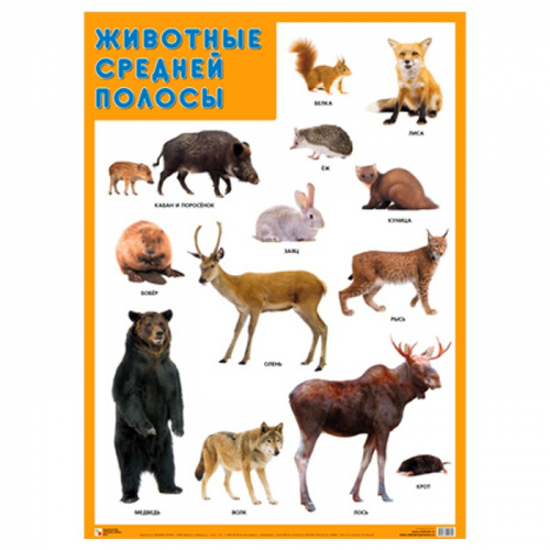 Плакат 978-5-43151-940-6 Животные средней полосы в Нижнем Новгороде