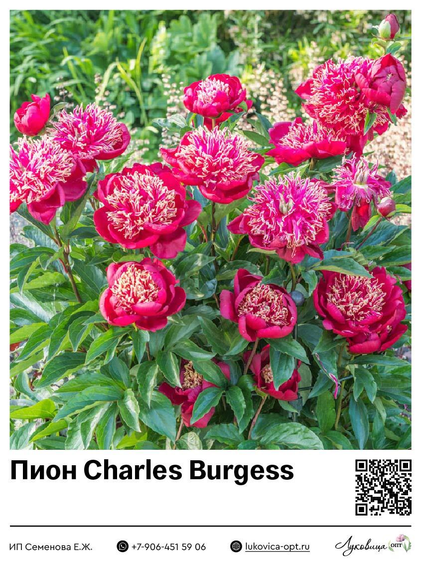 Пион Charles Burgess