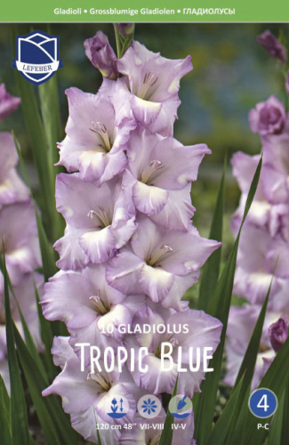 гладиолус Tropic Blue, largeflowering, sky blue