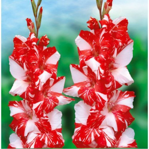 гладиолус Zizanie, largeflowering, scarlet/white