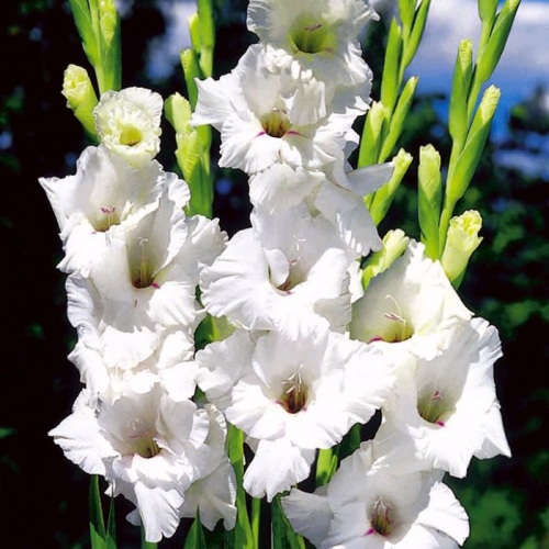 гладиолус White Prosperity, largeflowering, clear white. Петрофлора