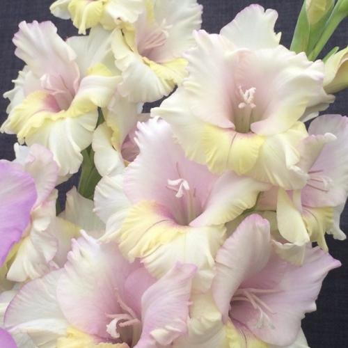 гладиолус Mon Amour, largeflowering, lilac/creamy yellow