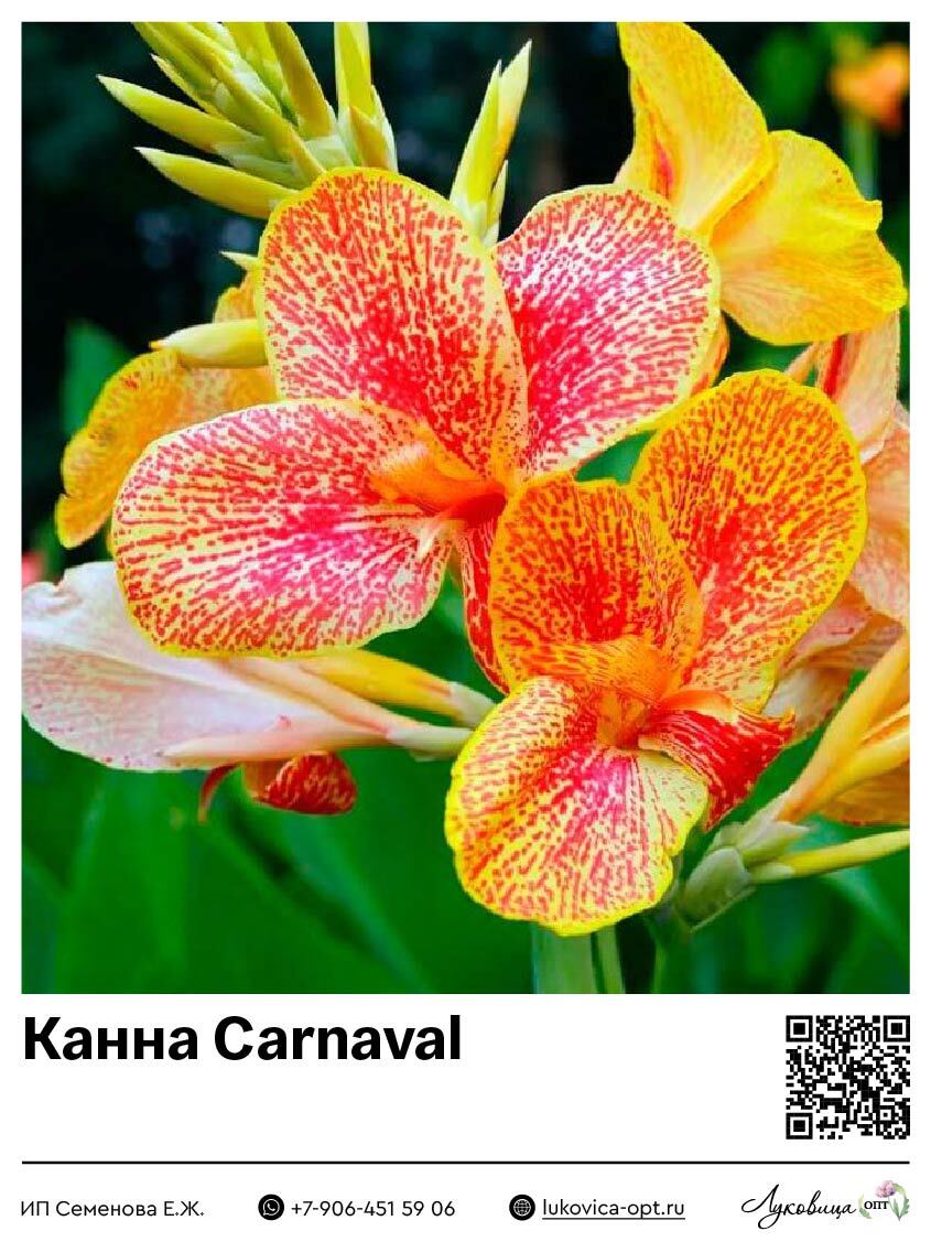 Канна Carnaval