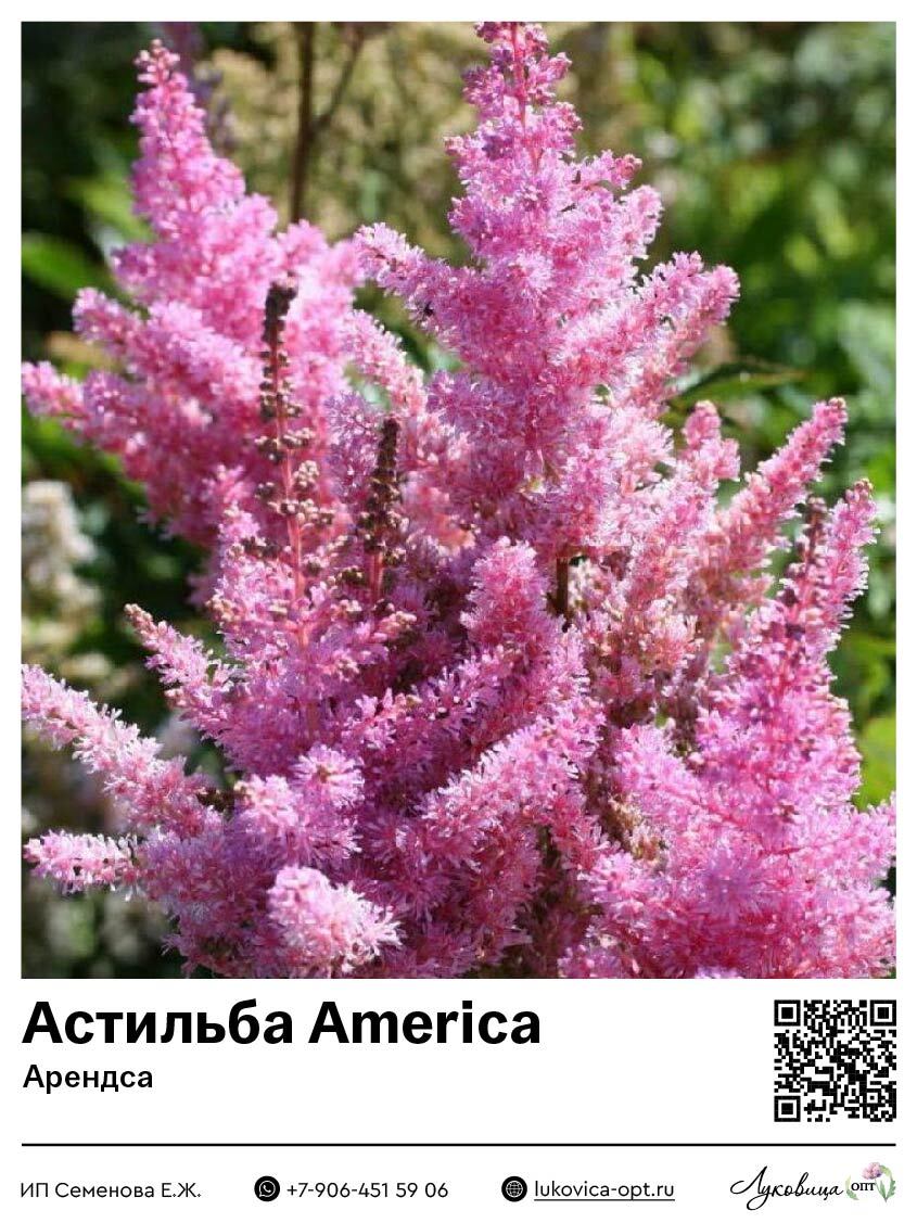 Астильба America (Арендса)