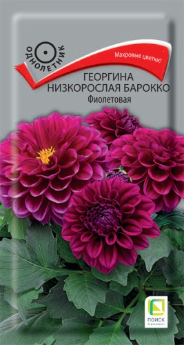 Цветы Георгина Барокко Фиолетовая 0,1 г ц/п Поиск (однол.)
