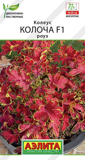 Цветы Колеус Колоча Роуз F1 5 шт ц/п Аэлита (комн.)