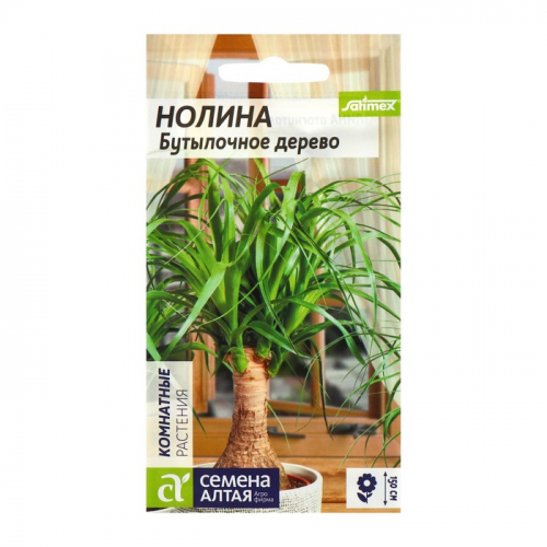 Семена комнатных цветов Нолина 
