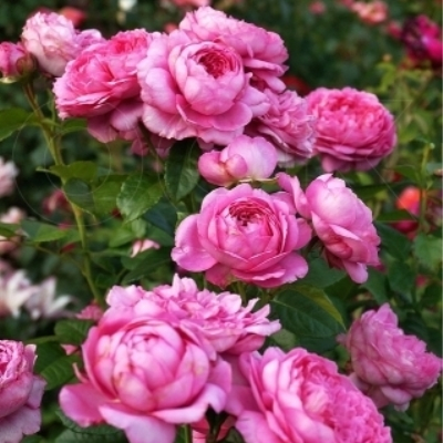 Шанталь Мерье. Роза парковая