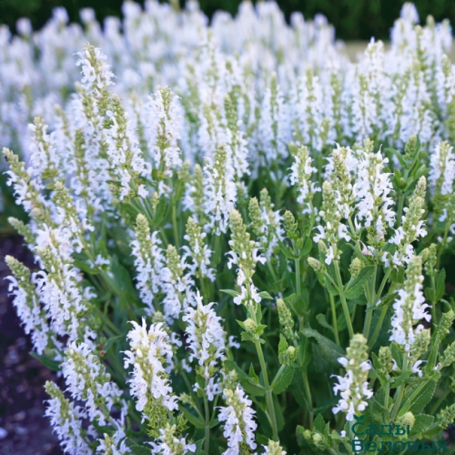 Шалфей дубравный (Salvia nemorosa) Apex White