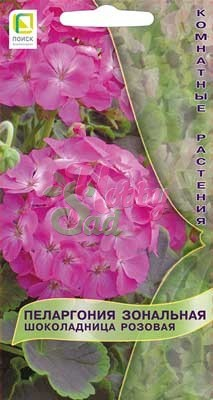 Цветы Пеларгония Шоколадница Розовая зональная (5 шт) Поиск Комнатные
