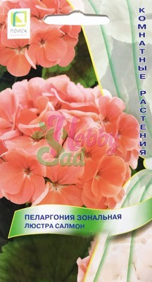 Цветы Пеларгония Люстра Салмон зональная (5 шт) Поиск Комнатные