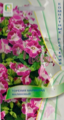 Цветы Торения Мармелад Малиновый (5 шт) Поиск Комнатные