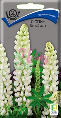 Цветы Люпин Белый Аист декоративный (1 г) Поиск
