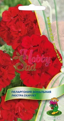 Цветы Пеларгония Люстра Скарлет зональная (5 шт) Поиск Комнатные