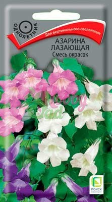 Цветы Азарина смесь окрасок лазающая (10 шт) Поиск