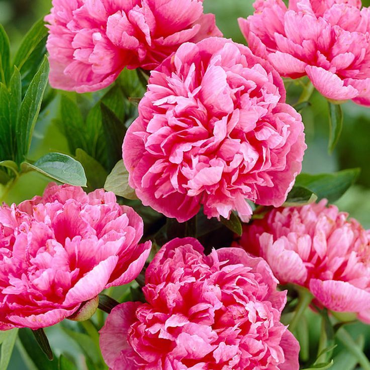 Paeonia officinalis