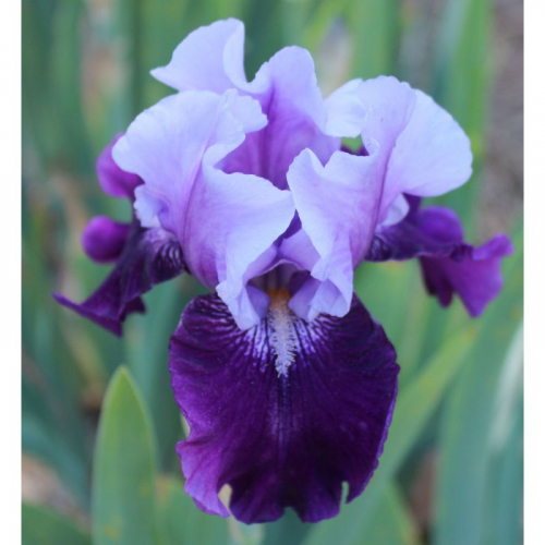 ирис Blue Bird Wine, germanica,