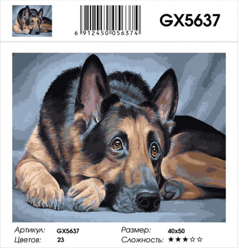 GX 5637 Овчарка Картины 40х50 GX и US