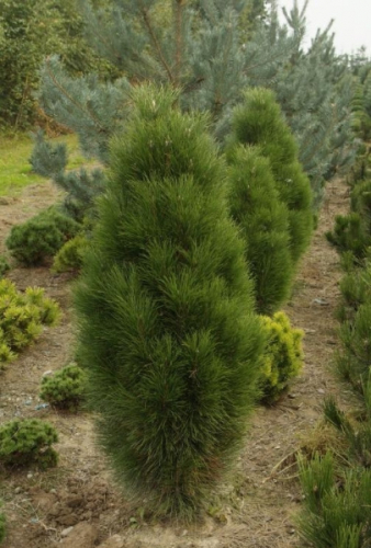 Сосна Pinus nig. Pyramidalis C6 (30 - 40)