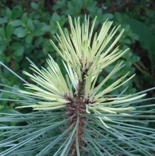 Сосна Pinus nig. Capercis Gold Cream C3 (20 - 30)