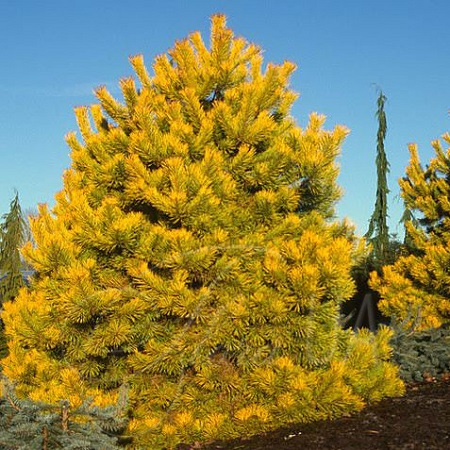 Сосна Pinus sylv. Wintergold C7,5 (40 - 50)