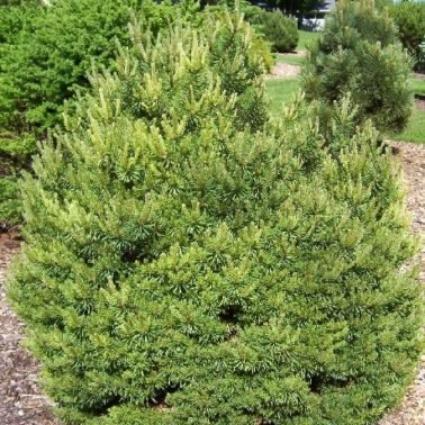 Сосна Pinus sylv. Saxatilis C3 (20 - 30)