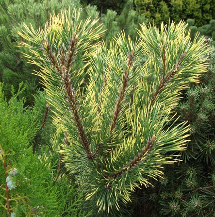 Сосна Pinus m. Chameleon C3 (20 - 30)