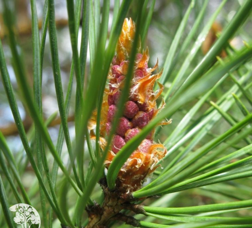 Сосна Pinus sylv. Albospicata C7,5 (50 - 70)