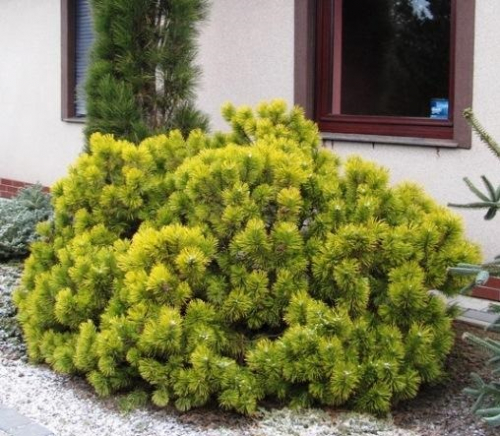 Сосна Pinus m. Hostyn Gold C7,5 (30 - 40)