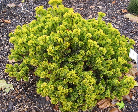 Сосна Pinus m. Little Goldstar C3 (15 - 20)
