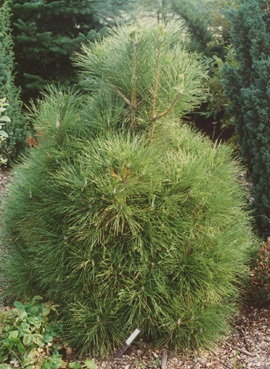 Сосна Pinus nig. Spielberg C3 (20 - 30)
