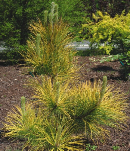 Сосна Pinus nig. Goldfingers C3 (30 - 40)