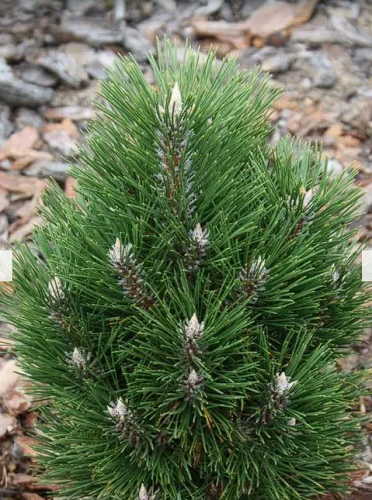 Сосна Pinus nig. Frank C3 (20 - 30)